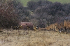 IMG_8628a