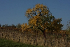 IMG_9085