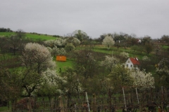 IMG_1790a