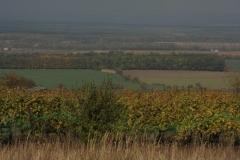IMG_5265