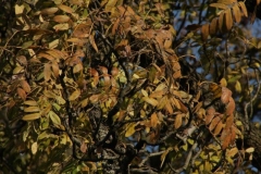 IMG_5269