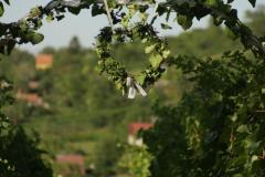 IMG_9778