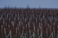 IMG_8449b
