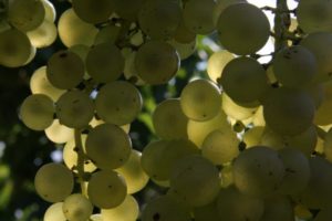 img_4560